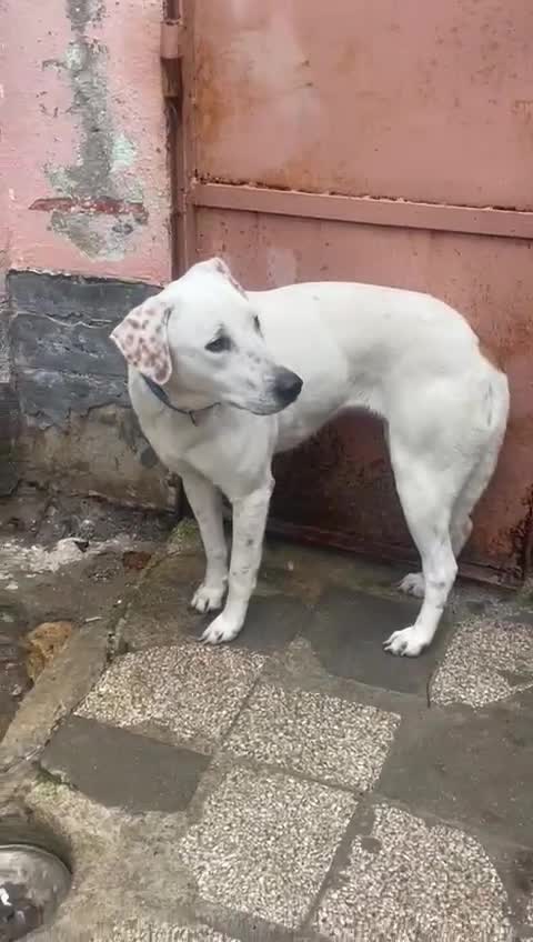 Meticcio cani in regalo: Lulù cagnolina meravigliosa - Video 3