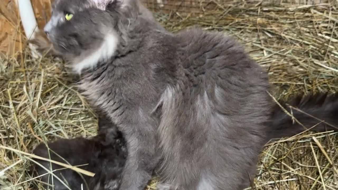Maine Coon gatti in vendita: Cuccioli maine coon manto nero - Video 1