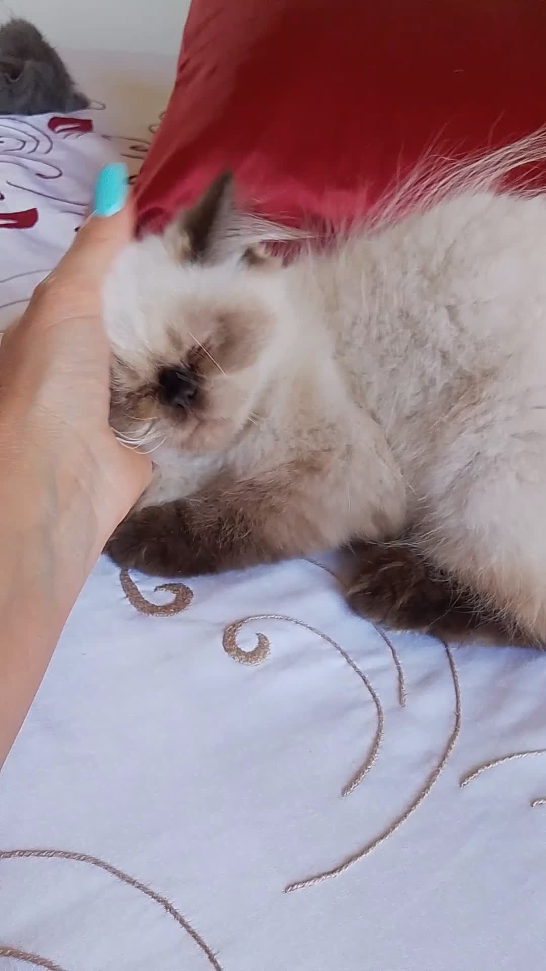Persiano gatti in vendita: Gattina persiana  a Città metropolitana di Palermo - Video 1