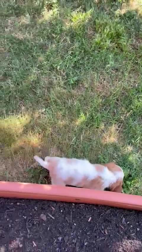 Cavalier King cani in vendita: Cuccioli altamente selezionati  - Video 1