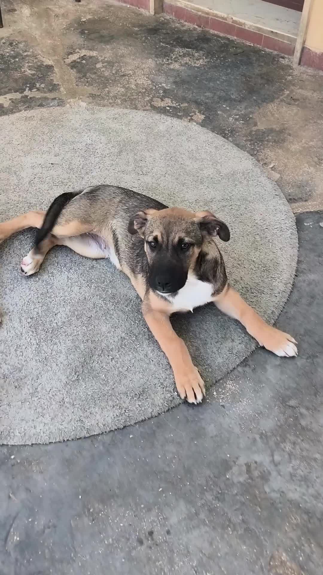 Meticcio cani in regalo: Fucsia un bellissimo fiorellino - Video 1