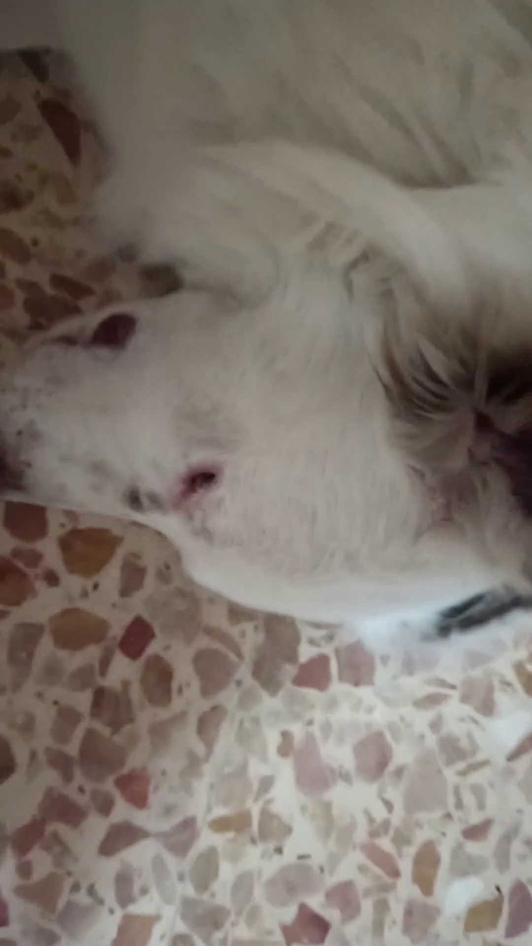 Border Collie cani in vendita: tequila - Video 1