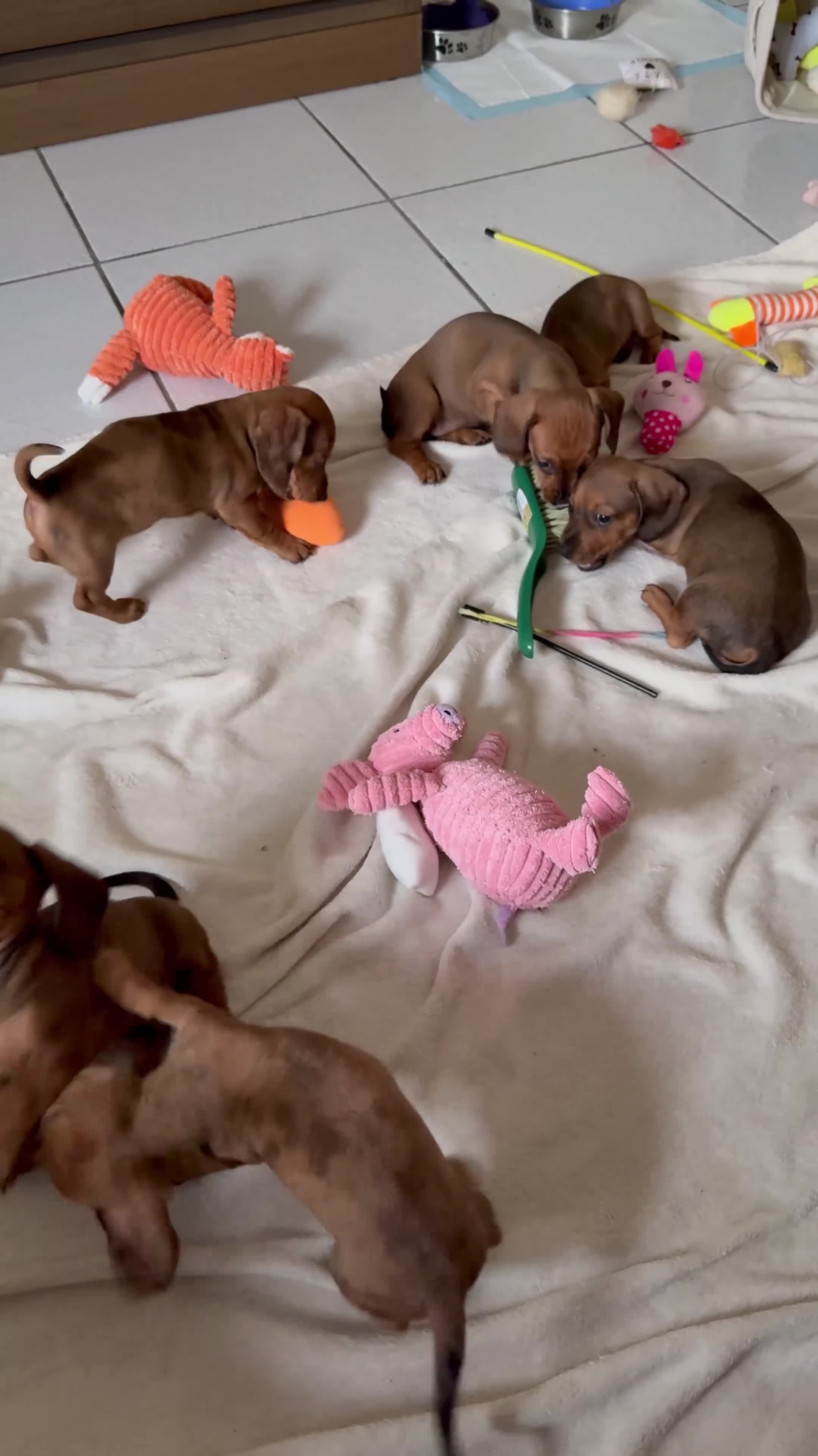 Bassotto cani in vendita: Cuccioli di bassotto nano/kaninchen a Provincia di Monza e della Brianza - Video 1