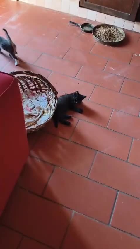 Europeo gatti in regalo: GRIGINO E NERISSIMO - Video 2