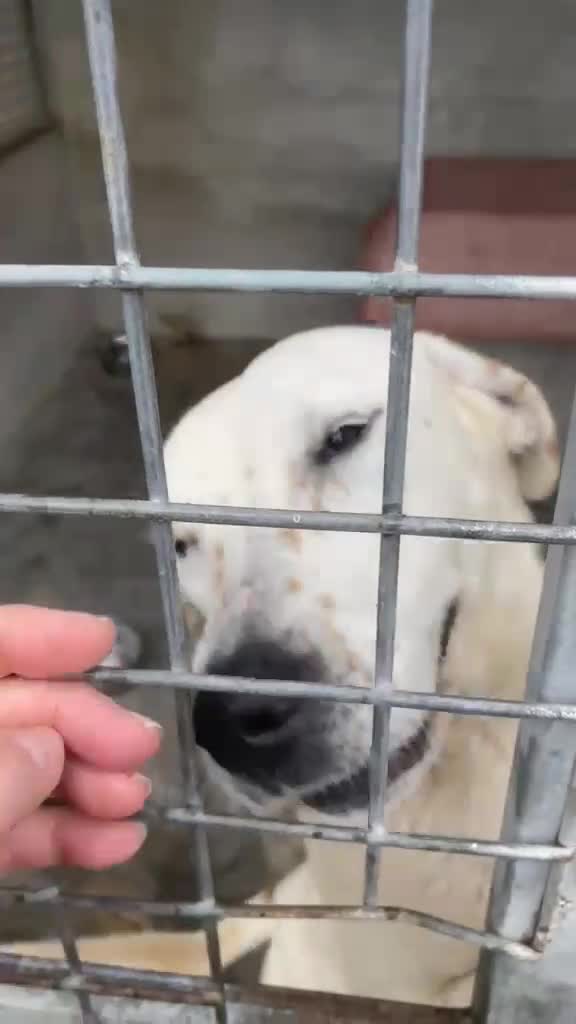 Meticcio cani in regalo: Lulù cagnolina meravigliosa - Video 5
