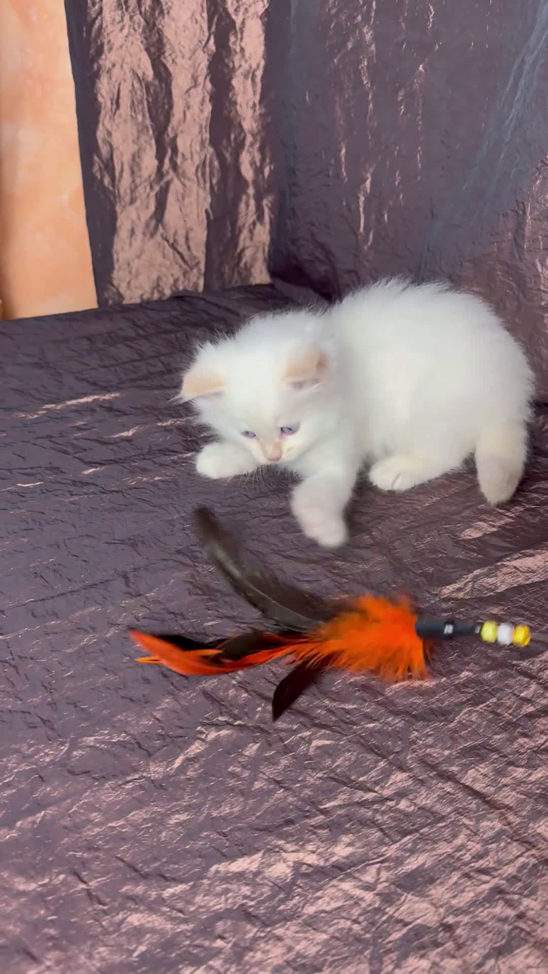 Siberiano gatti in vendita: Ultimo cucciolo disponibile  - Video 1