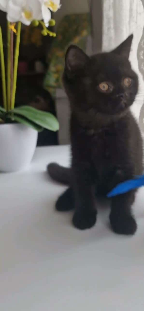 British gatti in vendita: British  - Video 1