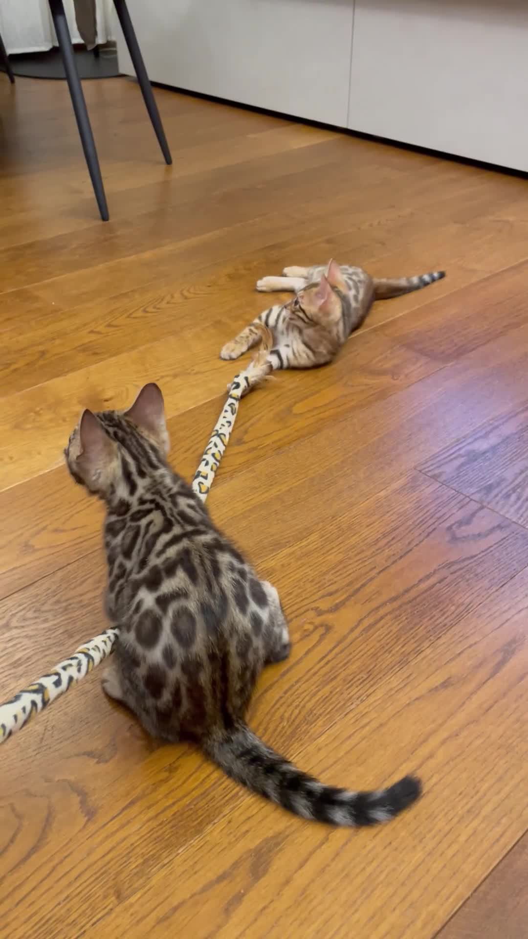 Bengala gatti in vendita: Cucciolo Bengala a Provincia di Arezzo - Video 1