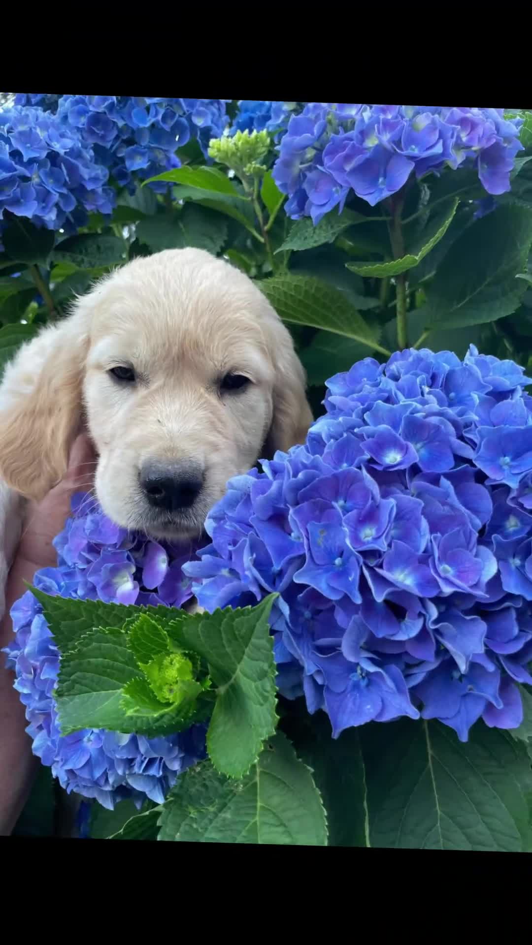 Golden Retriever cani in vendita: CUCCIOLI GOLDEN RETRIEVER  - Video 2