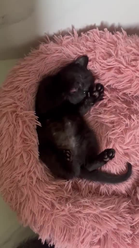 Europeo gatti in regalo: Sorelline meravigliose - Video 1