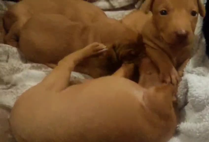 Cirneco dell'Etna cani in vendita: Cuccioli di Cirneco dell'Etna - Video 1