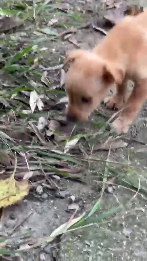 Meticcio cani in regalo: FLIX 💙 - cucciolo taglia piccola cerca casa 🥰 - Video 2