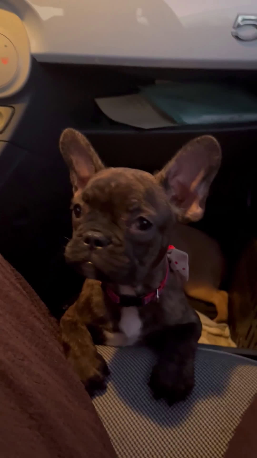 Bulldog Francese cani in vendita: Cuccioli di bulldog francese  - Video 1