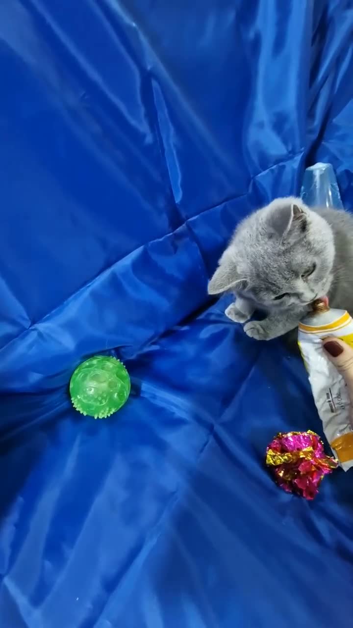 Scottish gatti in vendita: Scottish straight  - Video 1