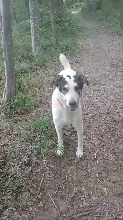 Meticcio cani in regalo: POLDO a Città Metropolitana di Genova - Video 1