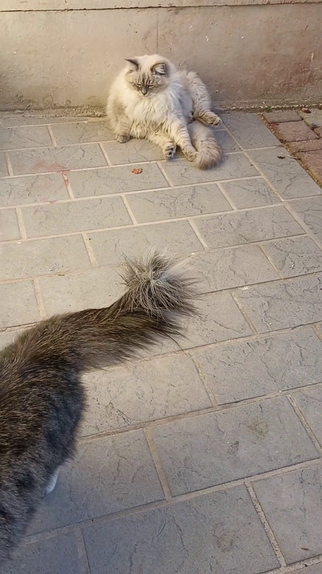 Siberiano gatti in vendita: Gatta siberiana  - Video 2