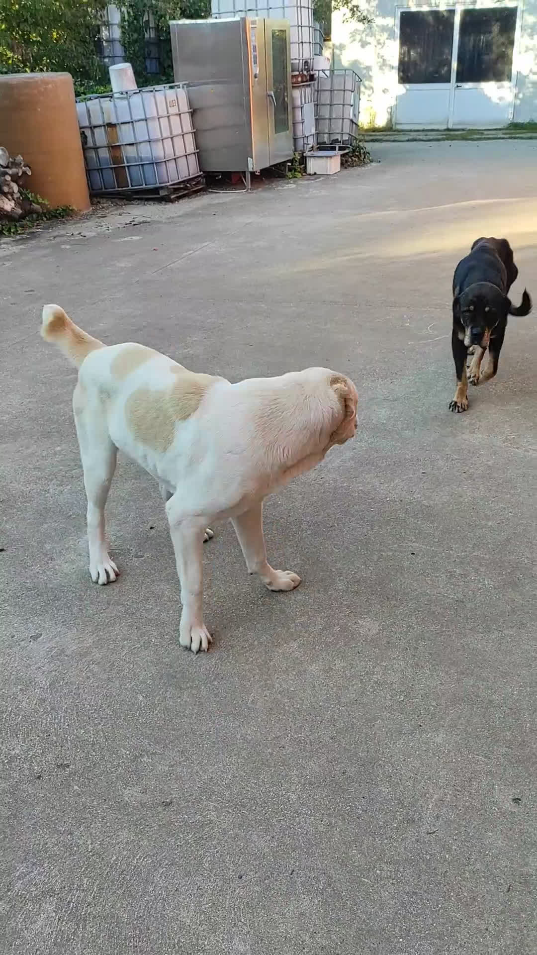 Pastore Asia Centrale cani in vendita: Pastore Asia Centrale  - Video 2