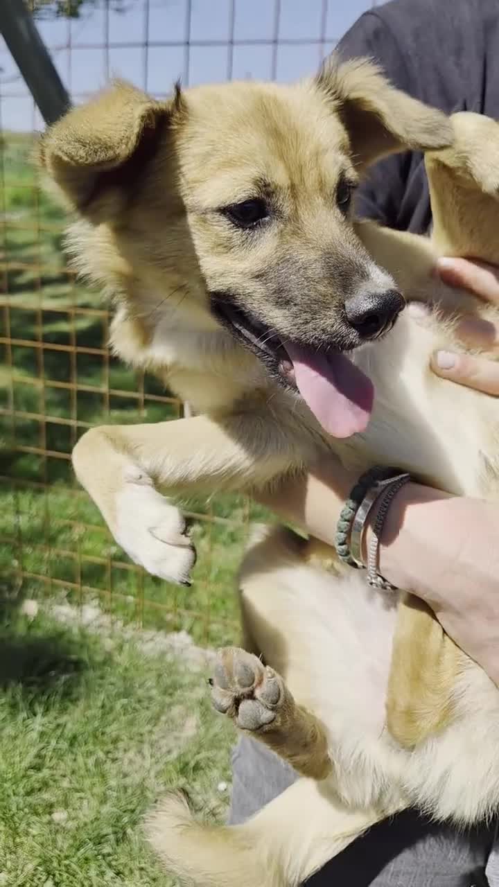 Meticcio cani in regalo: MIRA dagli occhi dolci una cucciolona a Provincia di Forlì-Cesena - Video 1