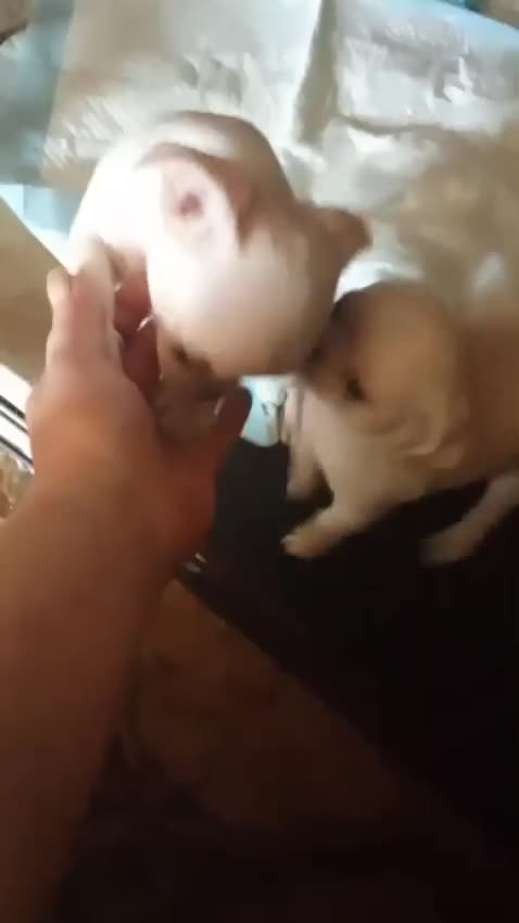 Chihuahua cani in vendita: Cuccioli di chihuahua super genealogia campioni - Video 1