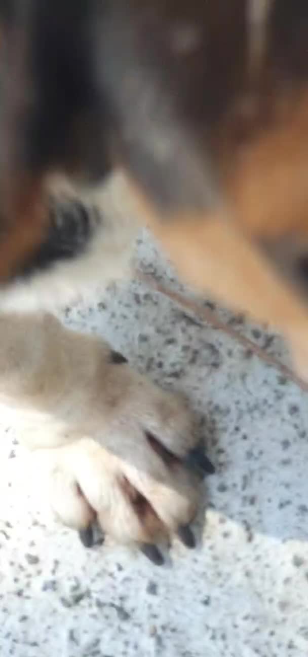 Beagle cani in regalo: Camilla, Beagle femmina in canile - Video 3