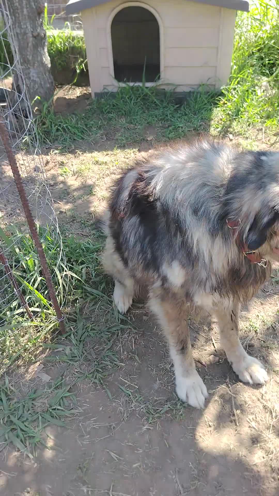 Meticcio cani in regalo: Cedesi meticcio Tore a Città metropolitana di Roma Capitale - Video 2