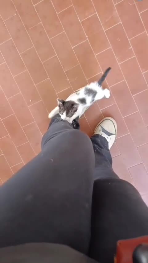 Meticcio gatti in regalo: Iris, bellissima - Video 1