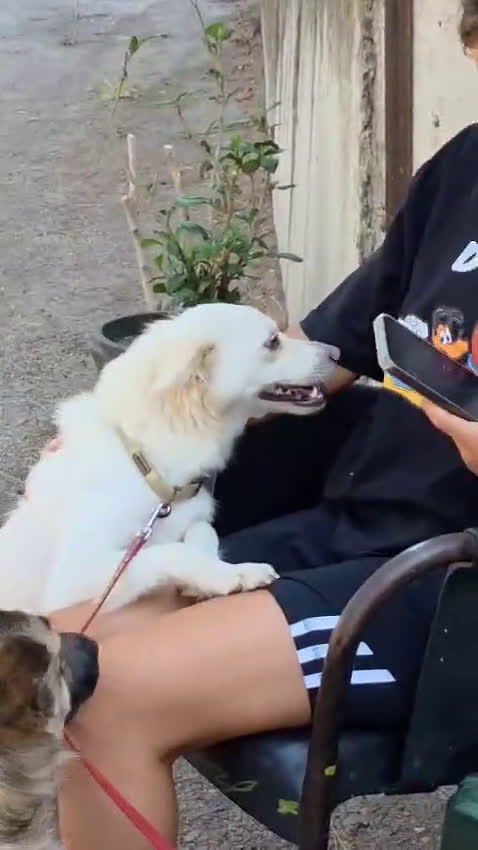 Meticcio cani in regalo: Pepper, una pelosetta dolcissima - Video 2