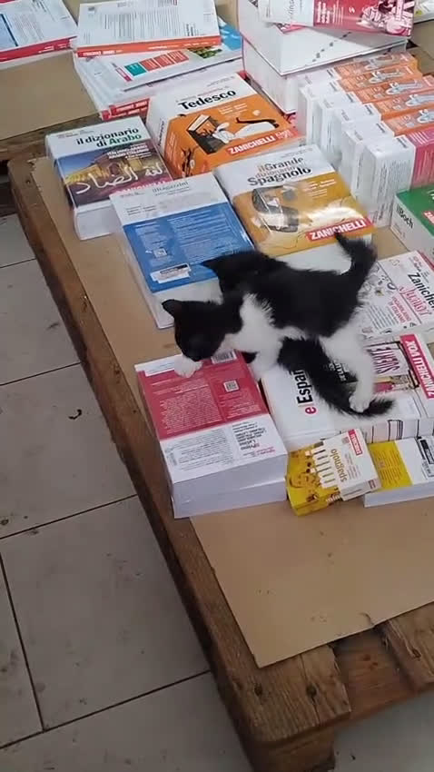 Europeo gatti in regalo: GATTINI CERCANO CASA - Video 2