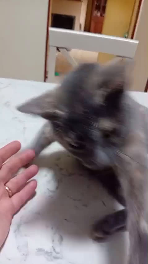 Meticcio gatti in regalo: DUE TENERI AMICI : BIANCO E TEMPESTA - Video 1