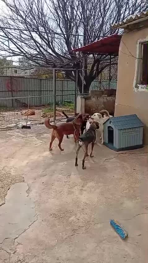 Meticcio cani in regalo: Lucy, una simil labrador in cerca di famiglia - Video 1