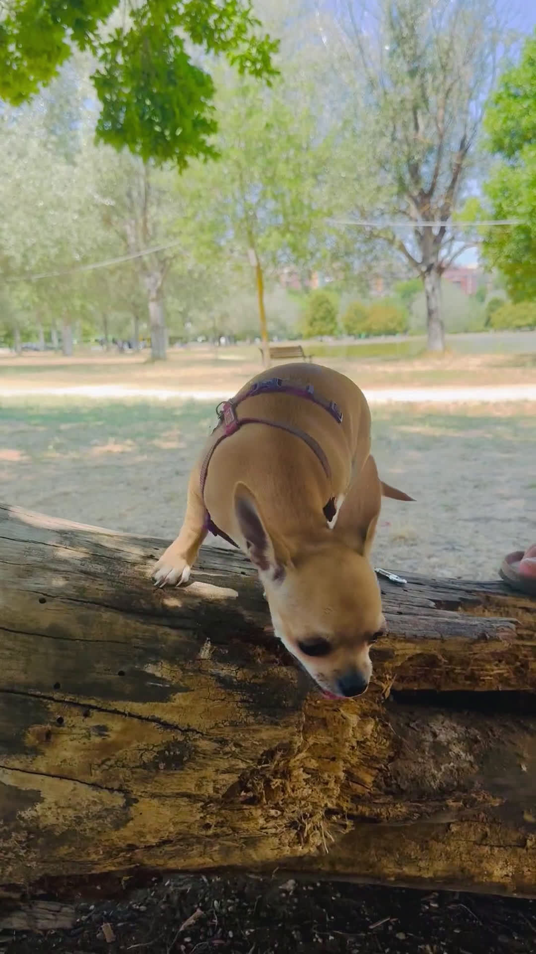 Chihuahua cani in vendita: Maschietto pedigree Enci/Fci RIMBORSO SPESE a Città metropolitana di Roma Capitale - Video 4