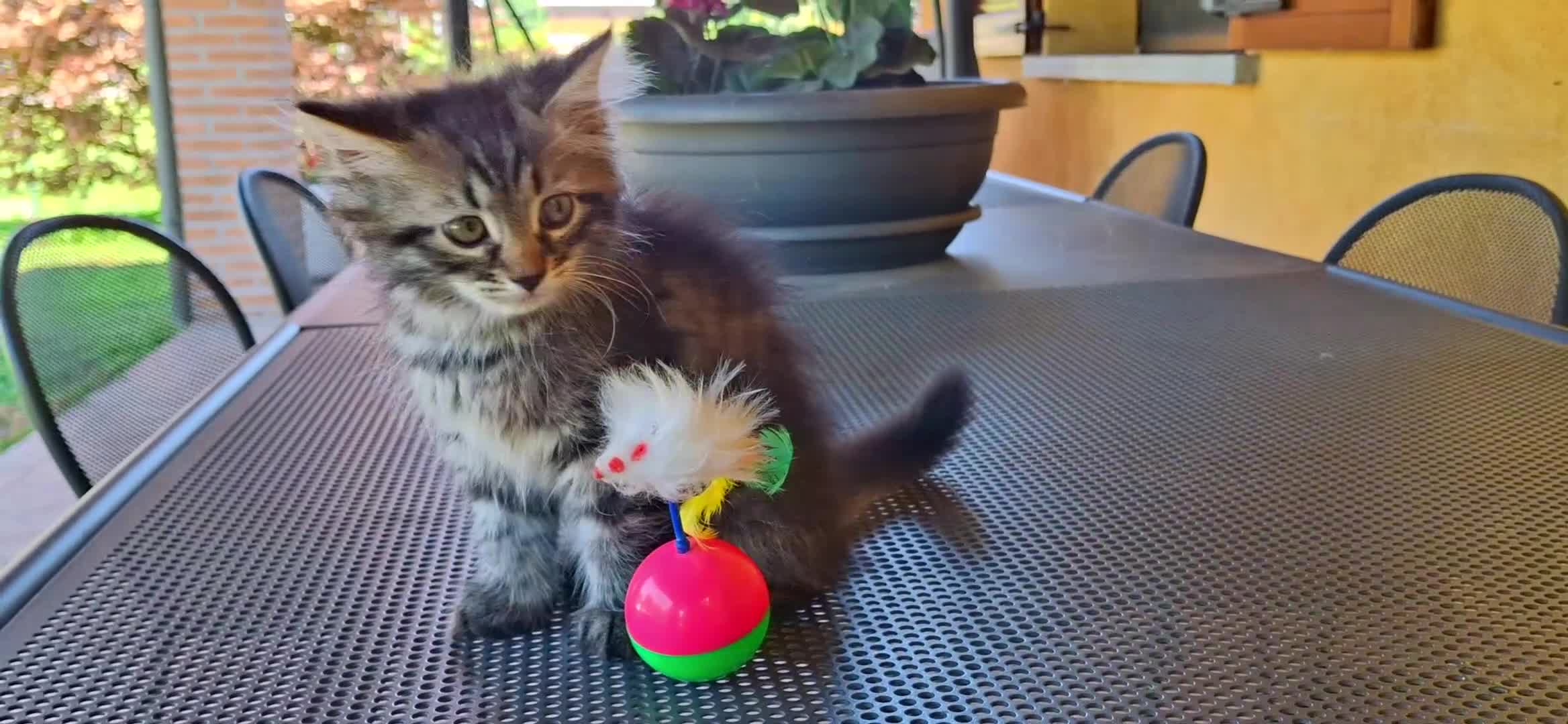 Siberiano gatti in vendita: Liam e Kiam cercano casa 🏡  a Città metropolitana di Milano - Video 2