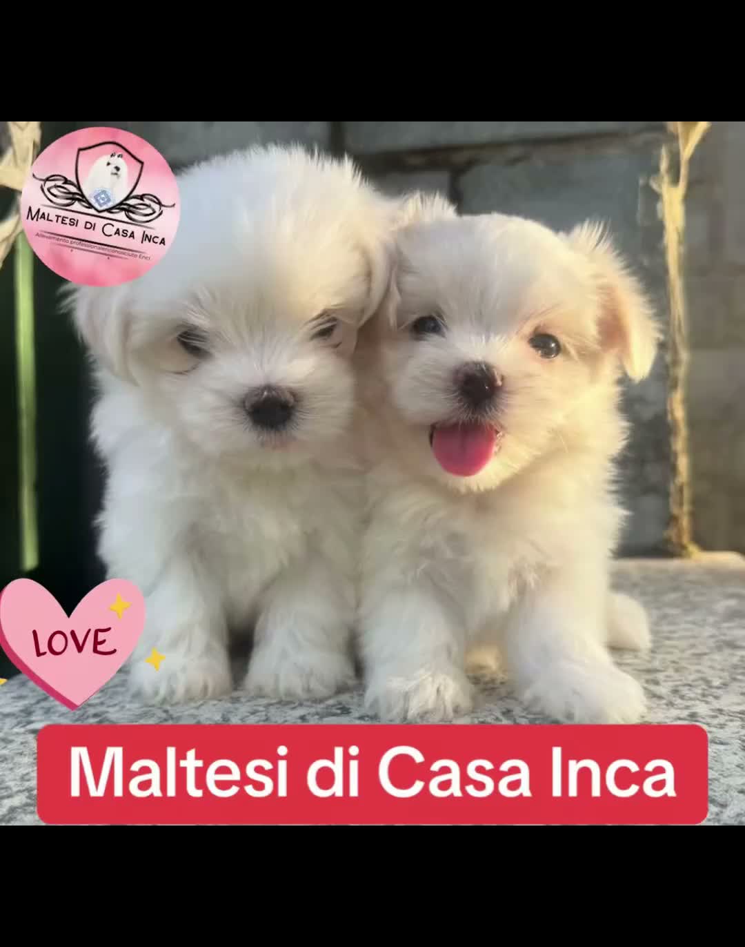 Maltese cani in vendita: Maltesi pedigree Enci pagamenti agevolati  - Video 1