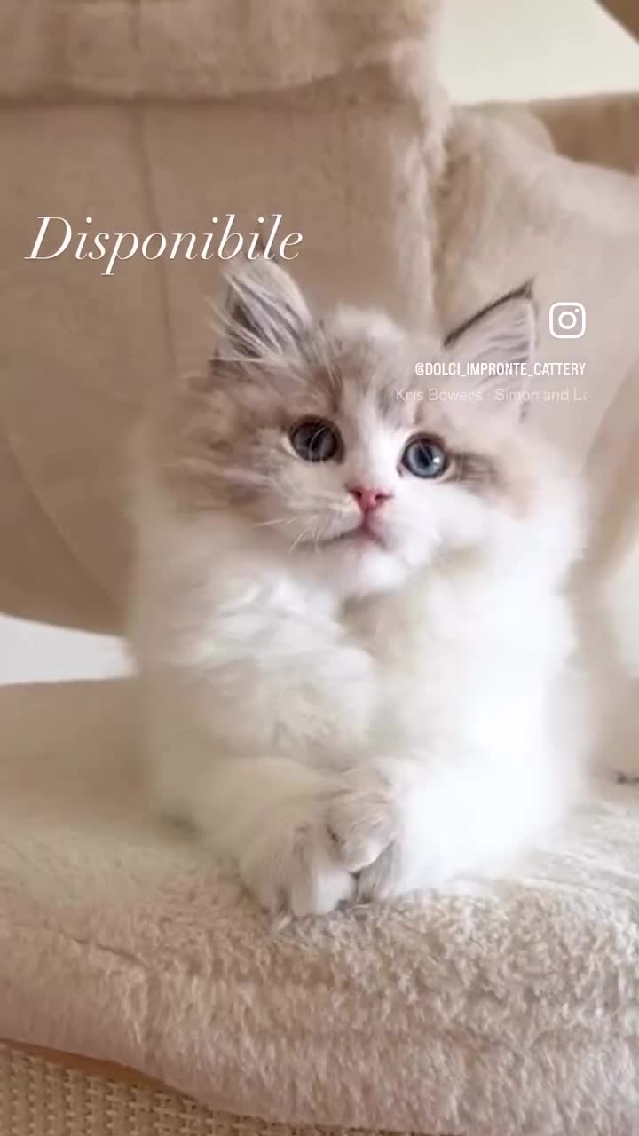 Siberiano gatti in vendita: Gattini siberiani e Neva Masquerade  - Video 1