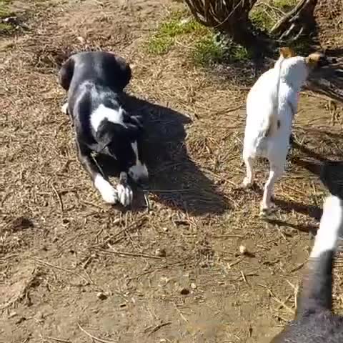 Meticcio cani in regalo: Leo aspetta da due anni e continua a sperare... a Provincia di Pavia - Video 2