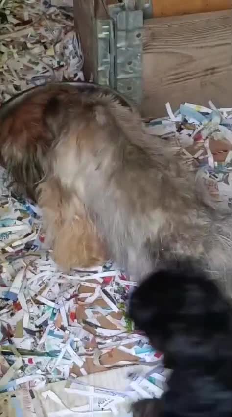 Yorkshire cani in vendita: CHICA - Video 1