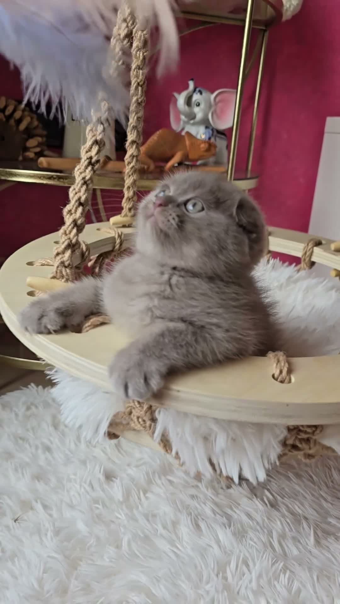Scottish gatti in vendita: Scottish fold e straight  - Video 1