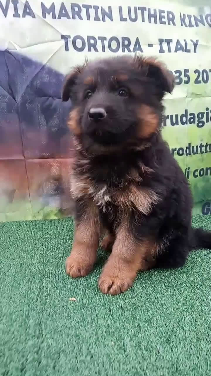 Pastore Tedesco cani in vendita: Eccellenti cuccioli di pastore tedesco  - Video 3