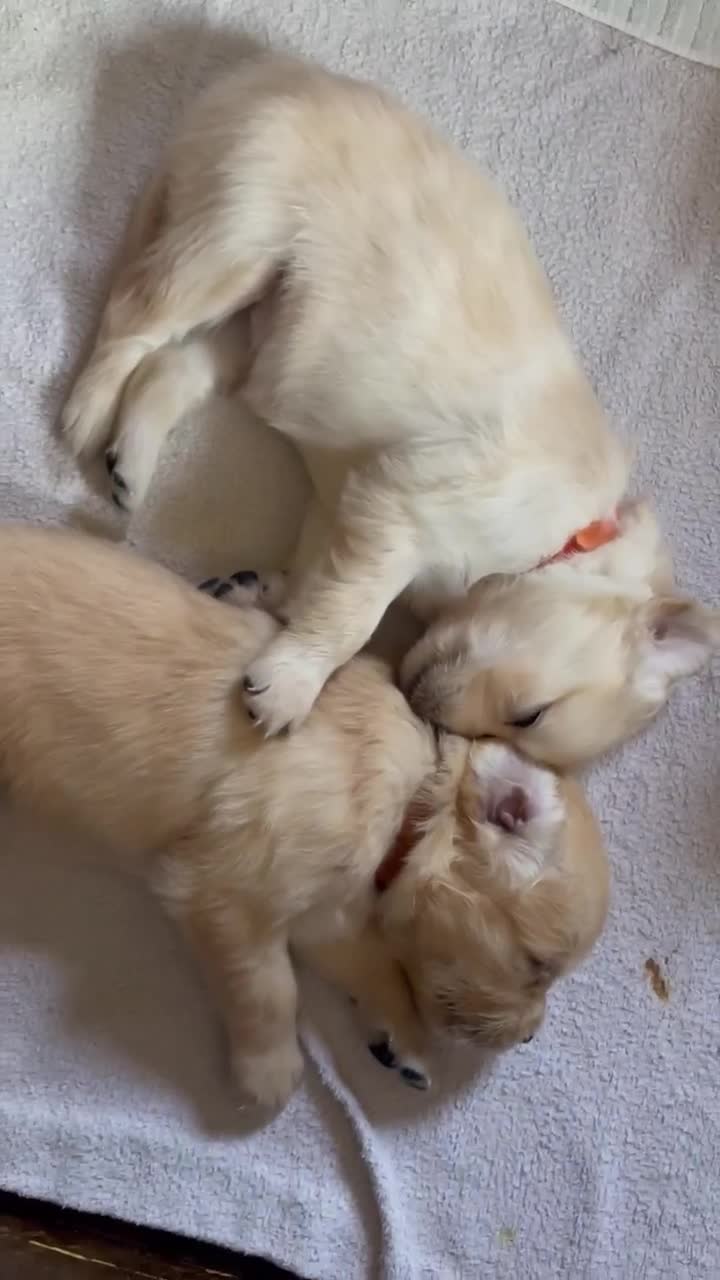 Golden Retriever cani in vendita: Cuccioli Golden Retriever - Video 1