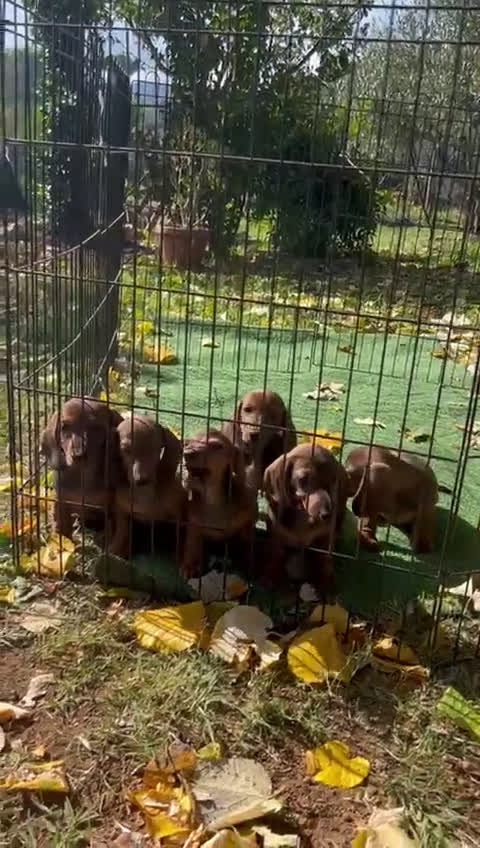 Bassotto cani in vendita: Cuccioli bassotto con pedigree  - Video 1