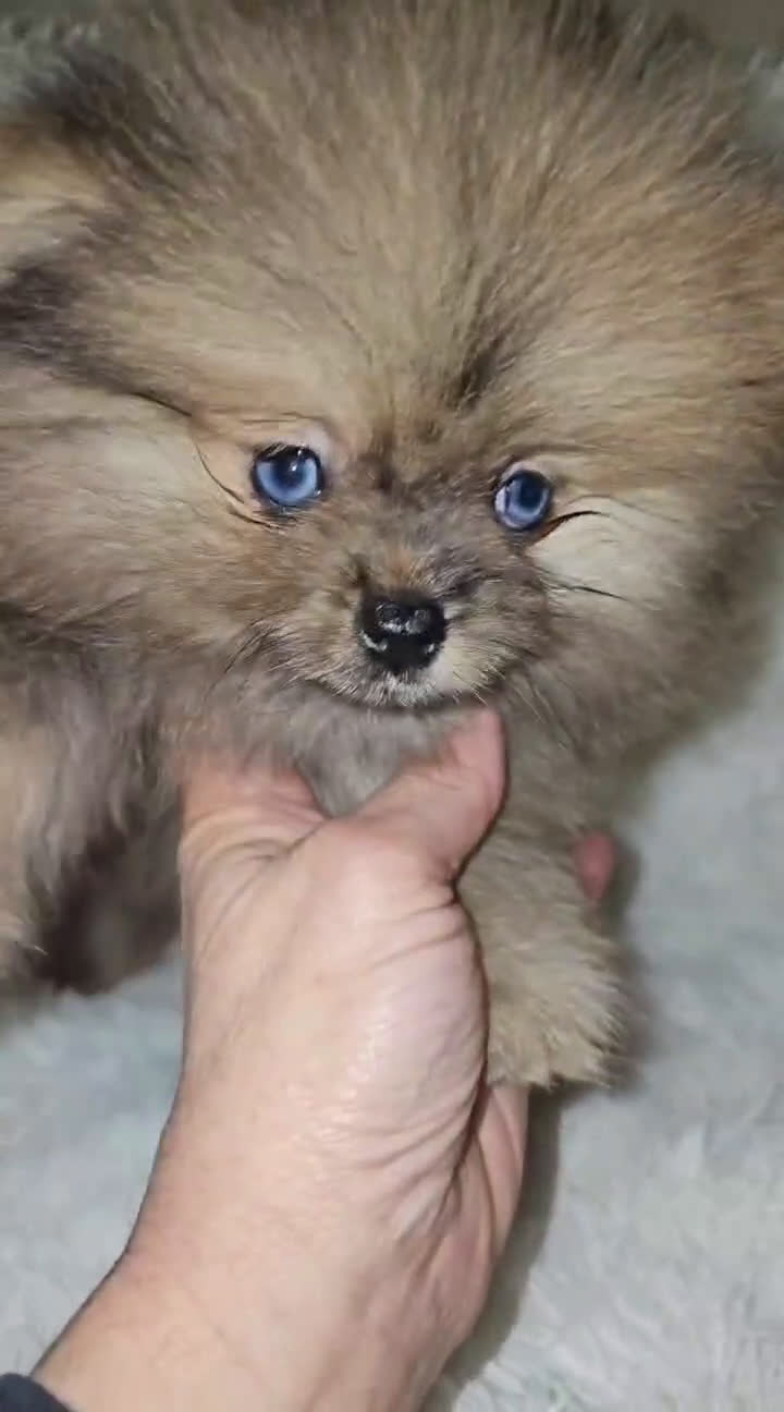 Spitz Giapponese cani in vendita: Spitz tedesco nano ovvero volpino di pomerania  - Video 1