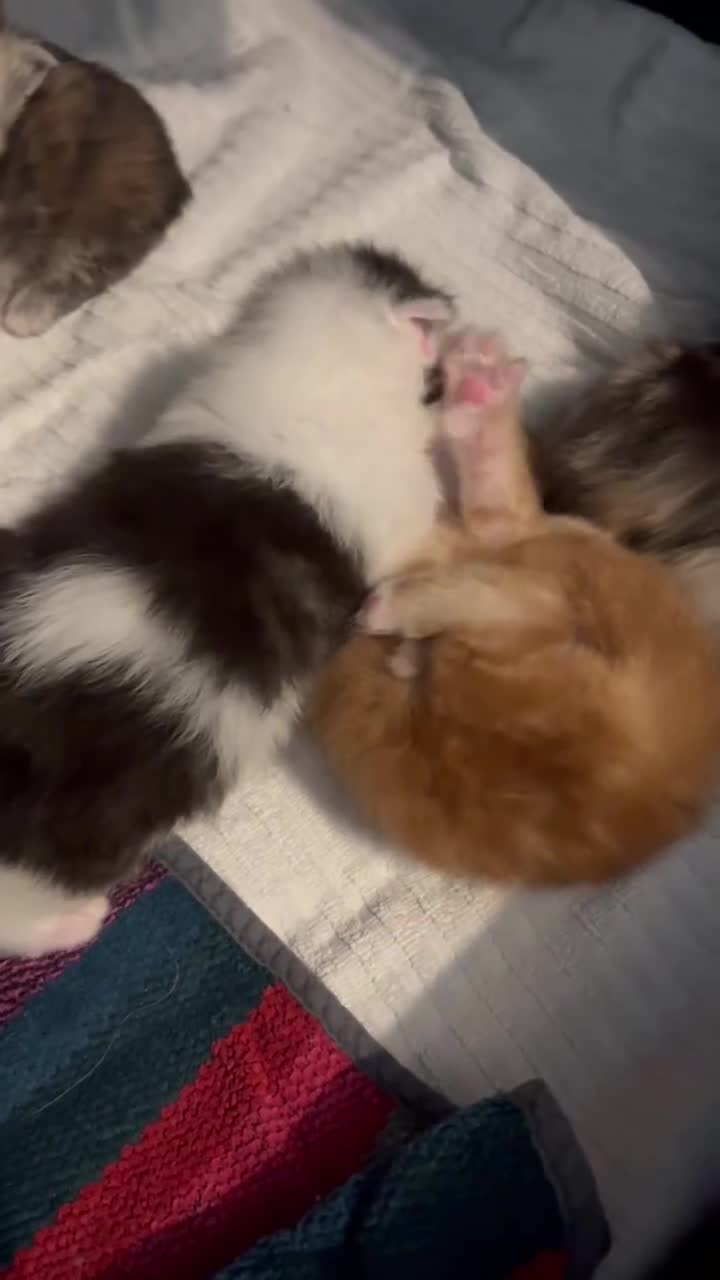 Maine Coon gatti in vendita: Maine Coon con pedigree  - Video 1