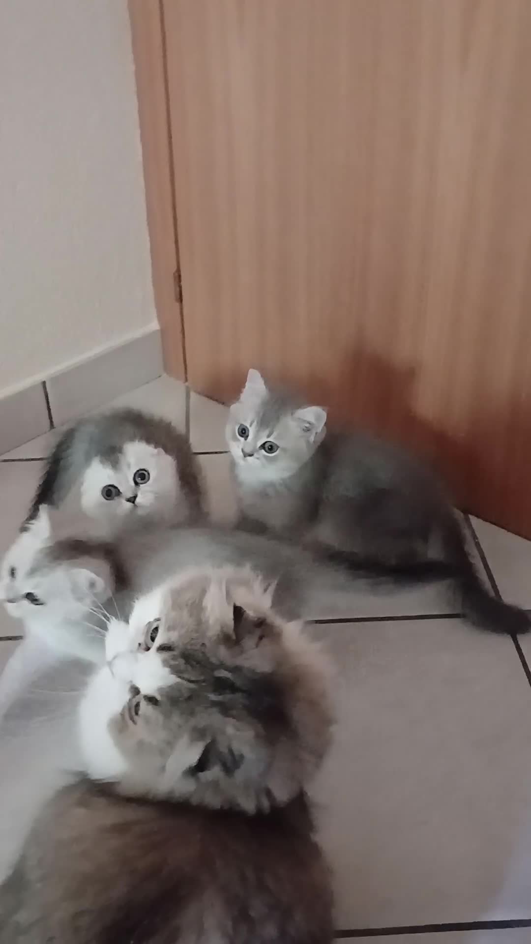Scottish gatti in vendita: Cuccioli Straight/Fold  - Video 1