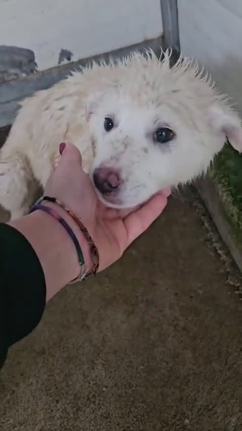 Meticcio cani in regalo: Patatina: 4 mesi taglia grande  - Video 1