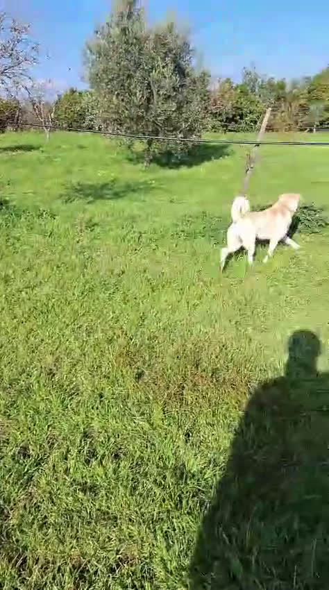 Meticcio cani in regalo: WATSON 💙 - una nuova bianca di dolcezza  - Video 1