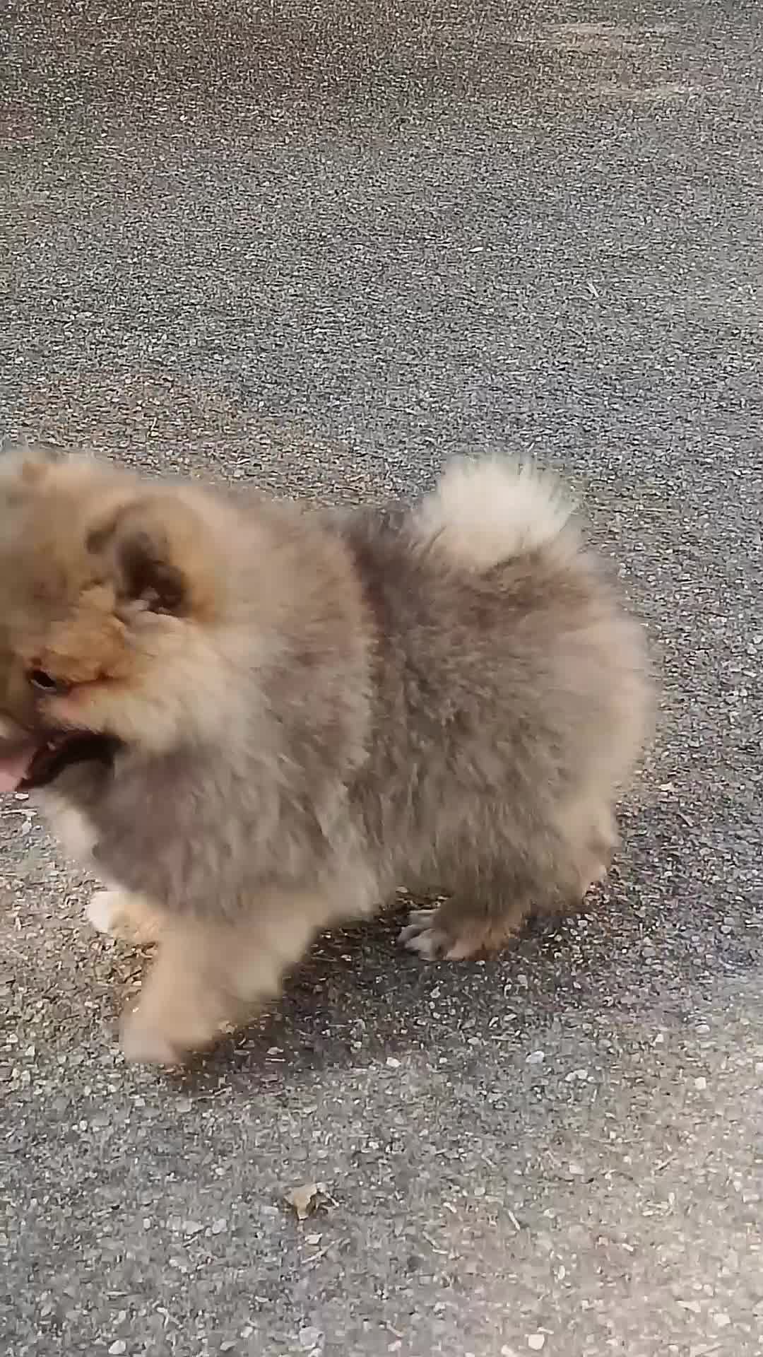 Volpino Italiano cani in vendita: Volpino Italiano Maschio Pedigree  - Video 1