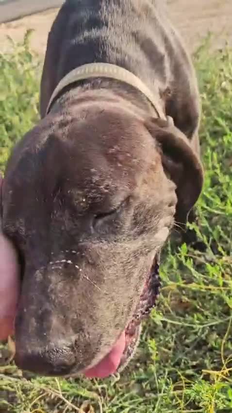 Meticcio cani in regalo: Edoardo: taglia media, equilbrato e socievole  - Video 1