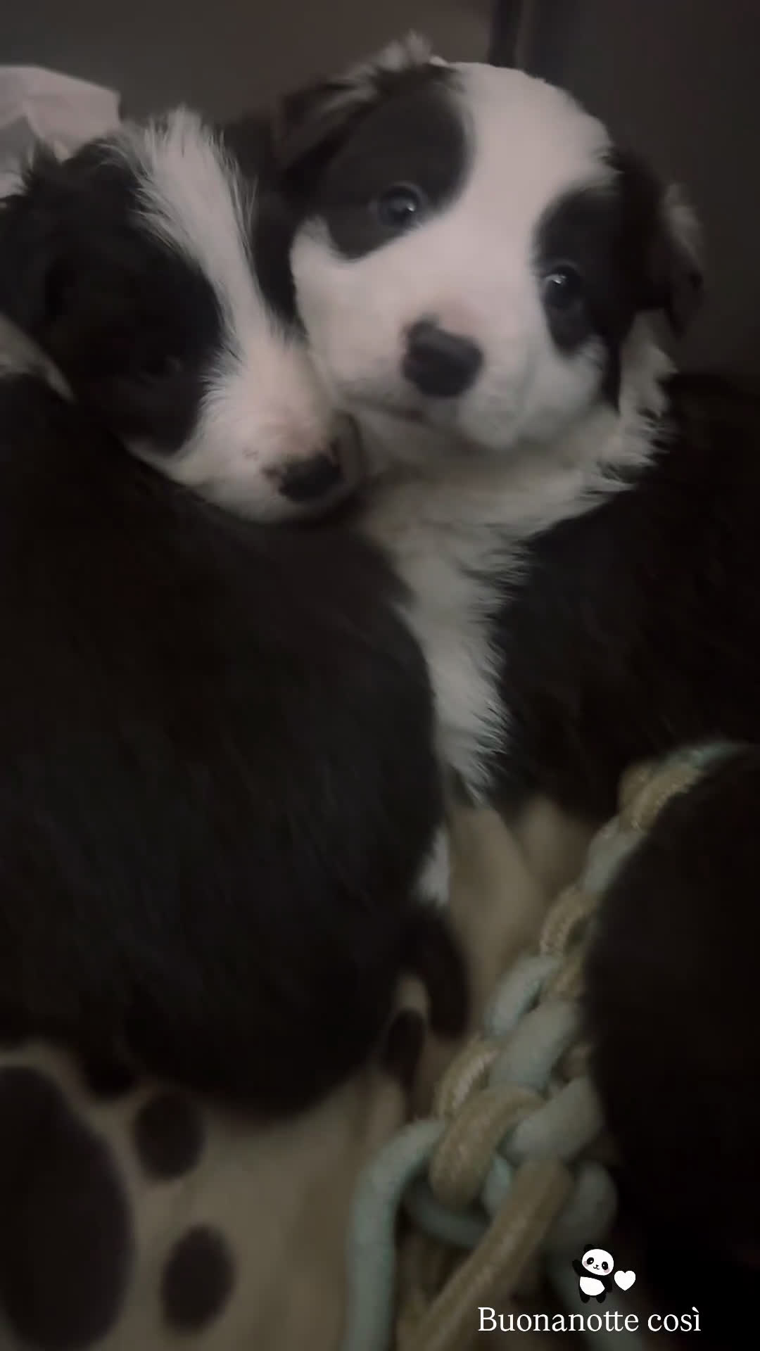 Border Collie cani in vendita: Cucciola Border collie  - Video 1