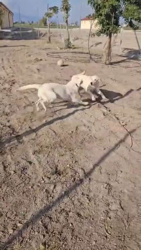 Meticcio cani in regalo: Chiara: 1 anno, socievole ed equilibrata - Video 1