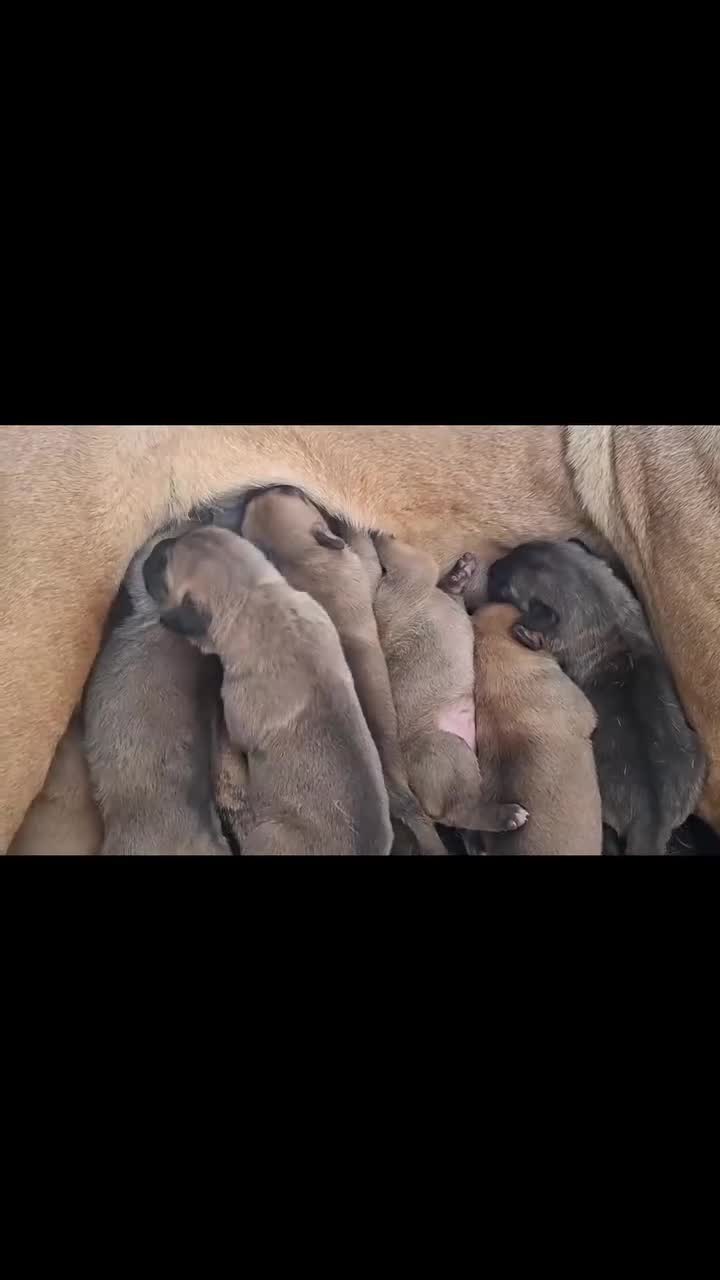Cane Corso cani in vendita: Cane corso - Video 1